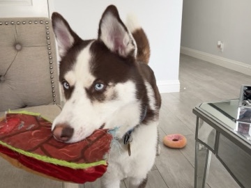 Siberian Husky – Male Husky (Valentine) – Gardena