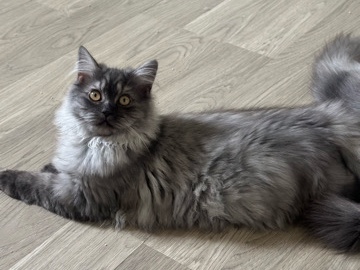 Persian (Traditional) – Traditonal Persian male – Buffalo