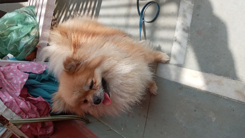Pomeranian – Softy