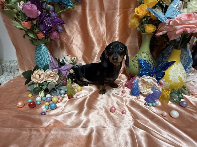 Dachshund - Mini Dachshund  available for adoption in Phoenix