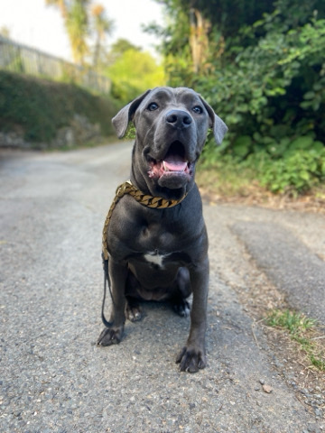 Cane Corso – cane corso