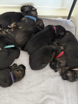 German Shepherd – German Shepard puppies – Cannock