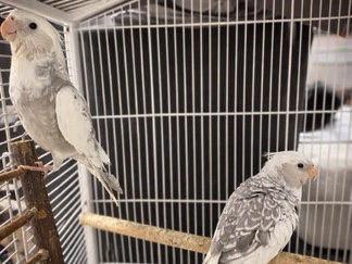 Cockatiel – 2 perruches calopsittes avec cage à vendre – calmes et sociables – Saint-Josse-ten-Noode