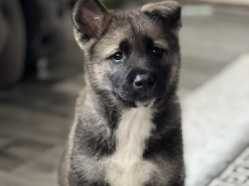 Akita – American Akita puppy – Rotherham