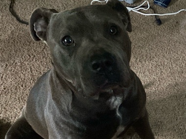 American Pit Bull Terrier – pit Bull for sale – Lawrenceville