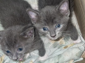 Ojos Azules – kitten s