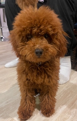 Poodle – Playful and fun munchie