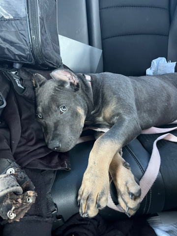 American Bulldog – Kali American bully XL