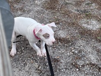 American Pit Bull Terrier – 2 month old pitbull/cane corso mix – Orlando