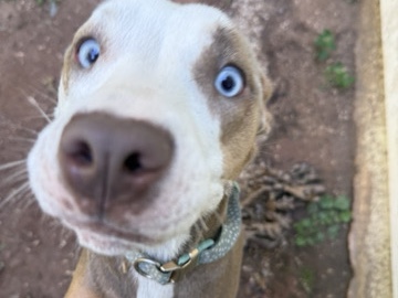American Pit Bull Terrier – peaches – Jefferson
