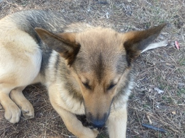 German Shepherd – Mixed german shepherd – Marietta