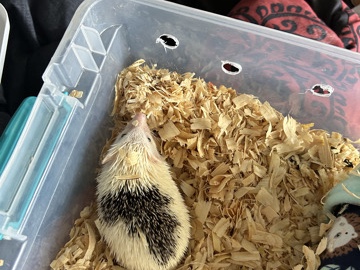 Female hedgehogs for sale 