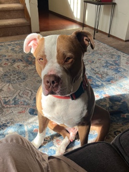 American Pit Bull Terrier – red nose pitbull