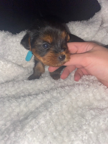 Yorkshire Terrier – Yorkshire terrier male