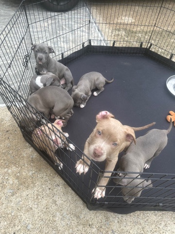 American Pit Bull Terrier – 3 boy pups pit and dewormed all shots taken care of