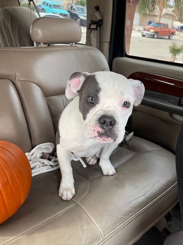 American Pit Bull Terrier – Micro bullies