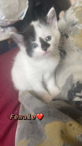 3 kittens available.