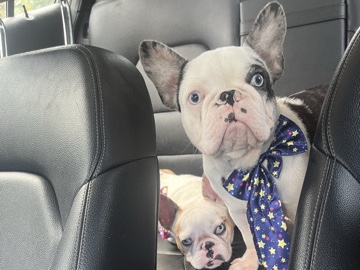 French Bulldog – frenchies – Orlando