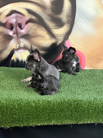 French Bulldog – Fluffy Frenchie