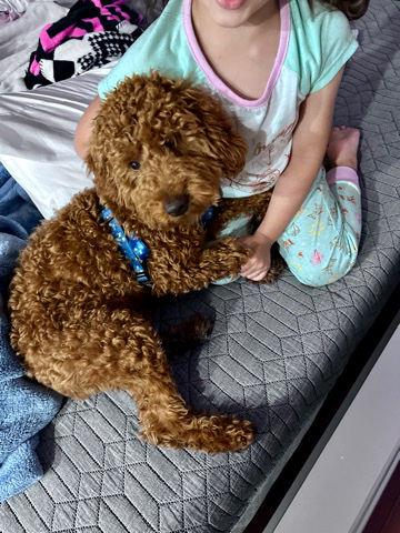 Poodle – Leo - Miniature Poodle