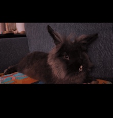 Lionhead – Pepper
