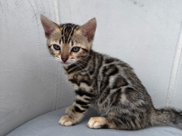Bengal – Stunning Bengal Kitten for Sale – 2 Months Old – Marietta