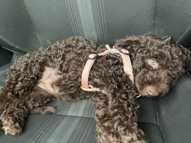 Poodle – cockadoodle puppy for sell with paid puppy clases included – Paterson