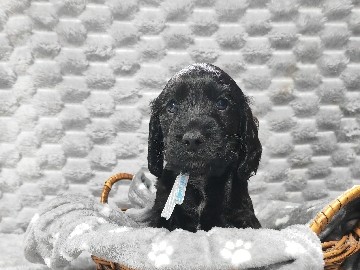 English Cocker Spaniel – cocker spaniel inglês – Pedroso