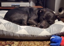 American Pit Bull Terrier – young dog