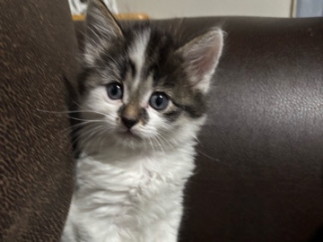 Siberian – cat for sell – Milwaukee