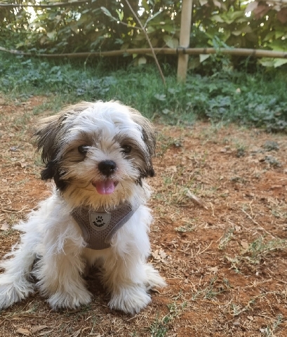 Shih Tzu – oreo
