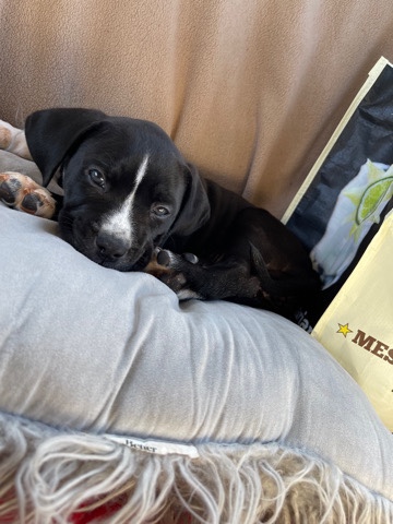 Female puppy