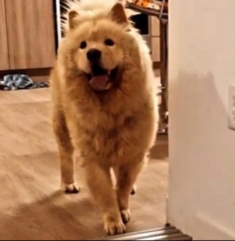 Chow Chow – chow chow