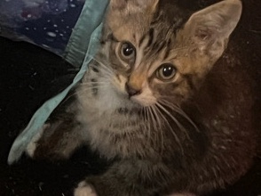 Male kitten cute and adorable – Salem