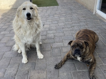 Olde English Bulldog & Pyrenese/Anatolian Mix