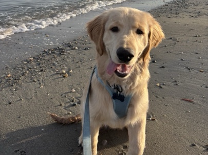 Golden Retriever – Golden Retriever – Milford