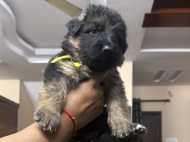 German Shepherd – German shepherd puppies – Hyderabad