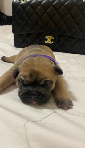 Bulldog – Pure Breed AKC English Bulldogs