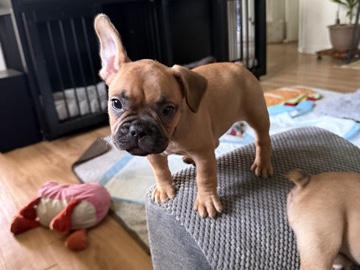 French Bulldog – Frenchies – Los Angeles