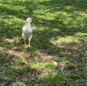 Any – Roosters & Hens