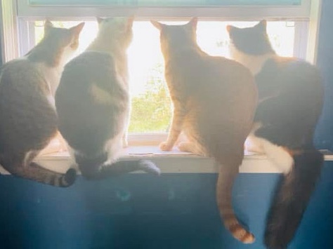 4 Cats (All Fixed) π§‘ππ©·π β Parker