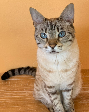 Bengal – Tinkerbell