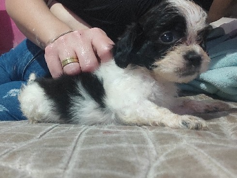 Shih Tzu – filhote de Shitzu