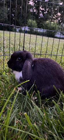 petshome%2Fadverts%2FOcALgrvumLHOmcHAyuNU%2Fmain image