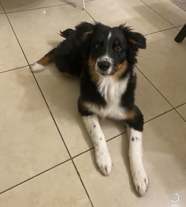 Australian Shepherd – Aussie- Australian Shepherd