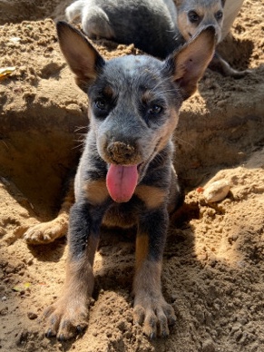 Australian Cattle Dog – blueheleer female