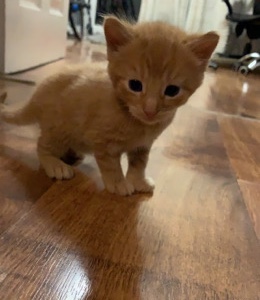 Beautiful ginger kittens