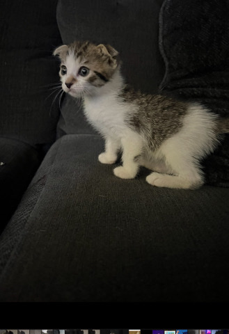 Scottish Fold – Kitty cat. Scottish fold
