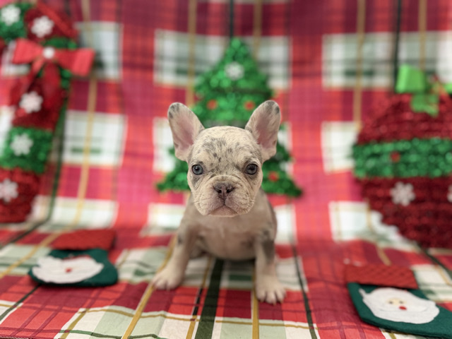 French Bulldog Puppies