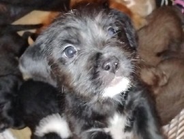 shih Tzu pitbull mix puppies – Minneapolis